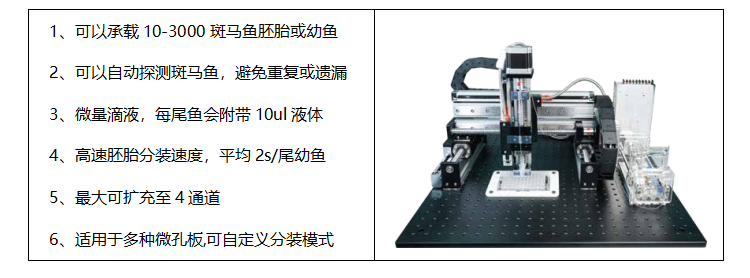 衢州斑马鱼